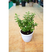 Jade plant 6 Inch