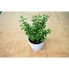 Jade plant 6 Inch-2-sm
