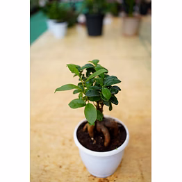 bonsai plant 6 inch