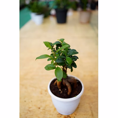 bonsai plant 6 inch