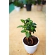 Bonsai plant 6 Inch-Bonsaiplant6Inch-sm