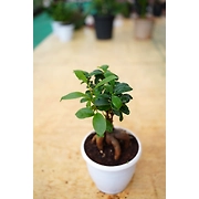 Bonsai plant 6 Inch