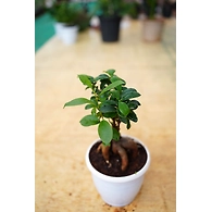 Bonsai plant 6 Inch
