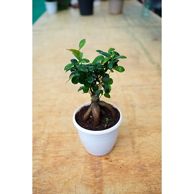Bonsai plant 6 Inch-3