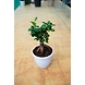 Bonsai plant 6 Inch-3-sm