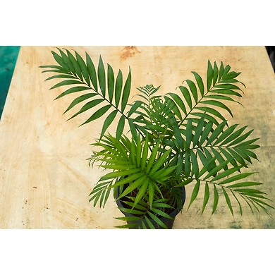 Bamboo Palm 6 Inch-1