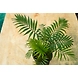 Bamboo Palm 6 Inch-1-sm