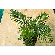 Bamboo Palm 6 Inch