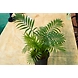 Bamboo Palm 6 Inch-3-sm