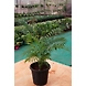 Bamboo Palm 8 Inch-1-sm
