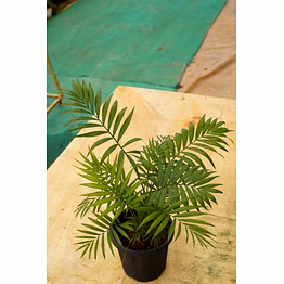 bamboo palm 8 inch