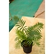 Bamboo Palm 8 Inch-BambooPalm8Inch-sm