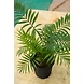Bamboo Palm 8 Inch-2-sm