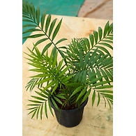 Bamboo Palm 8 Inch