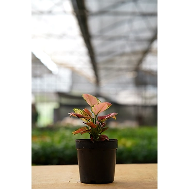 Aglonema Red 4 Inch-1
