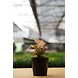 Aglonema Red 4 Inch-1-sm