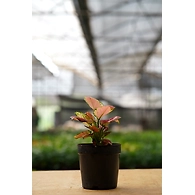 Aglonema Red 4 Inch
