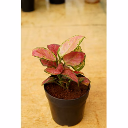 aglonema red 6 inch