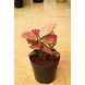 Aglonema Red 6 Inch-AglonemaRed6Inch-sm