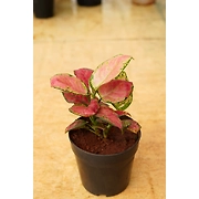 Aglonema Red 6 Inch
