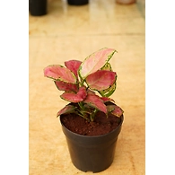 Aglonema Red 6 Inch