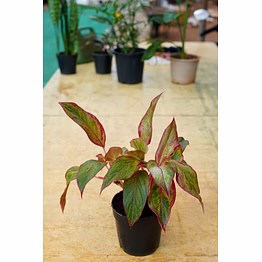 aglonema red 8 inch