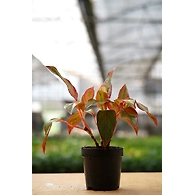 Aglonema Red 8 Inch