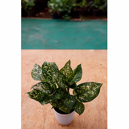 agalonema white 6 inch