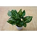 Agalonema White 6 Inch-1-sm
