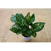Agalonema White 6 Inch