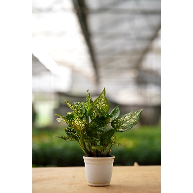 Agalonema White 6 Inch-2