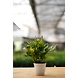 Agalonema White 6 Inch-2-sm