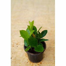 zz plant 4 inch