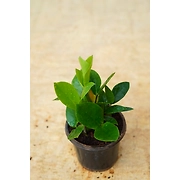 ZZ Plant 4 Inch