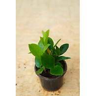 ZZ Plant 4 Inch