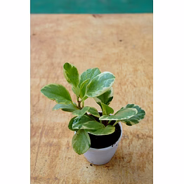 baby rubber plant 6 inch