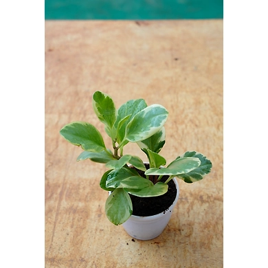 Baby Rubber Plant 6 Inch-BabyRubberPlant6Inch