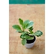 Baby Rubber Plant 6 Inch-BabyRubberPlant6Inch-sm
