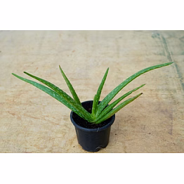 alovera plant 6 inch