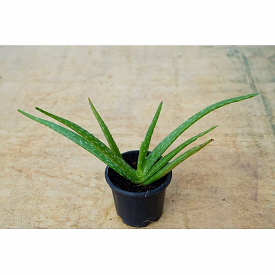 alovera plant 6 inch