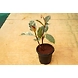 Ficcus Elastica 4 Inch-1-sm