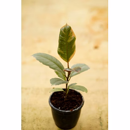 ficcus elastica 4 inch