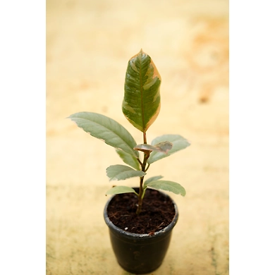 Ficcus Elastica 4 Inch-FiccusElastica4Inch