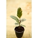 Ficcus Elastica 4 Inch-FiccusElastica4Inch-sm