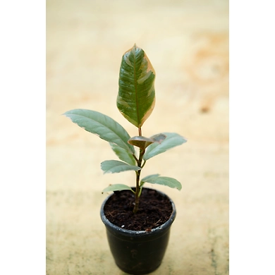 Ficcus Elastica 4 Inch-2