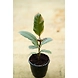Ficcus Elastica 4 Inch-2-sm