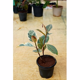 ficcus elastica 6 inch