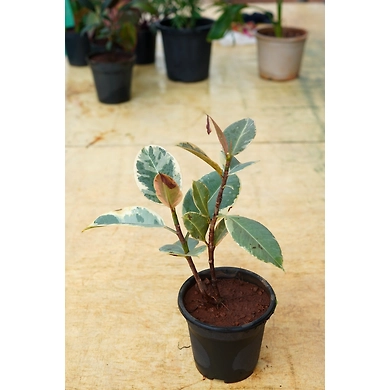 Ficcus Elastica 6 Inch-FiccusElastica6Inch
