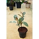 Ficcus Elastica 6 Inch-FiccusElastica6Inch-sm