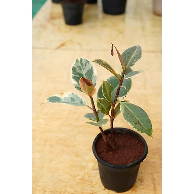 Ficcus Elastica 6 Inch-2